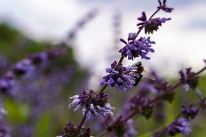 api estratto miele nel il campo di saggio Noce moscata foto