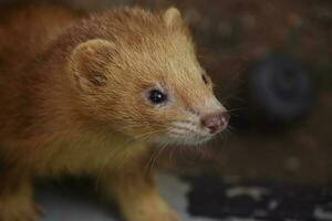 adorabile cannella furetto con un' rosa naso foto