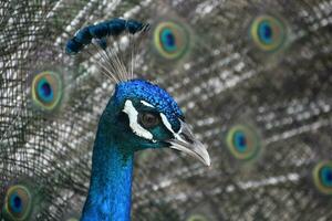 Eccezionale lato Visualizza di un' blu pavone foto