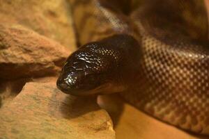 nero headed pitone serpente arrotolato su con testa sollevato foto