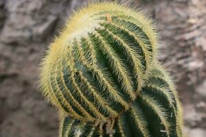 cactus con un' testa coperto nel pallido giallo spine foto
