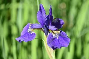 sbalorditivo siberiano iris fioritura e fioritura nel un' giardino foto