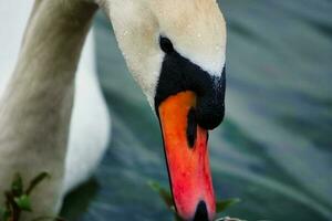 carino e unico acqua uccelli e cigno a volontà lago di Milton keynes, Inghilterra UK. foto