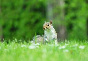 carino scoiattolo nel erba In cerca di cibo a guerra pubblico parco di lutone, Inghilterra UK foto