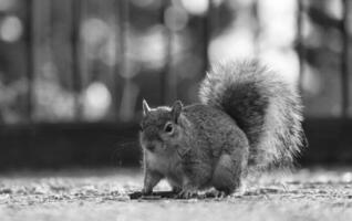 carino scoiattolo nel erba In cerca di cibo a guerra pubblico parco di lutone, Inghilterra UK foto