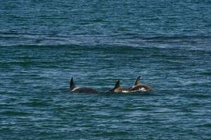 orca a caccia mare leoni, punta norte natura Riserva, penisola Valdes, patagonia argentina foto