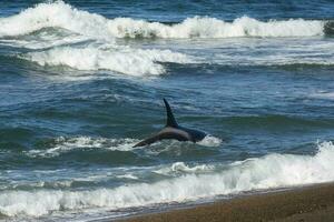 orca a caccia mare leoni, punta norte natura Riserva, penisola Valdes, patagonia argentina foto