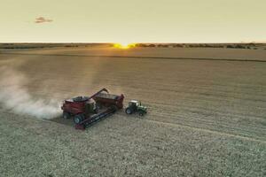 Grano raccogliere nel il argentino campagna, la pampa Provincia, patagonia, argentina. foto