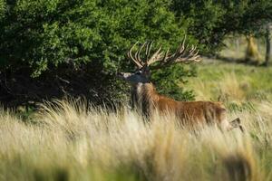 rosso cervo, maschio ruggente nel la pampa, argentina, parque Luro, natura Riserva foto