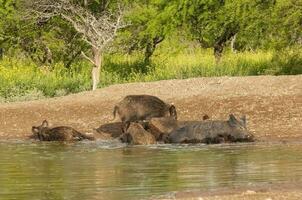 selvaggio cinghiale mandria nel un' acqua buco, chaco foresta, la pampa Provincia, argentina. foto