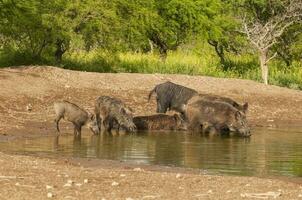 selvaggio cinghiale mandria nel un' acqua buco, chaco foresta, la pampa Provincia, argentina. foto