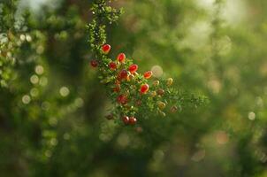 piquillina, endemico selvaggio frutta nel il pampa foresta, patagonia, argentina foto