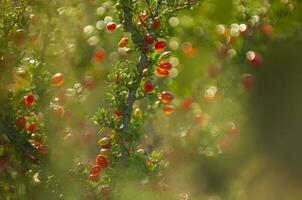 piquillina, endemico selvaggio frutta nel il pampa foresta, patagonia, argentina foto