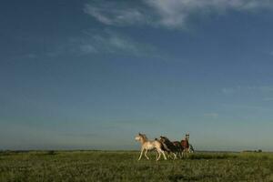 cavalli nel il argentino campagna, la pampa Provincia, patagonia, argentina. foto