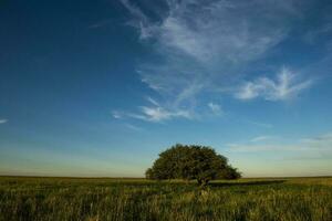 pampa albero paesaggio, la pampa Provincia, patagonia, argentina. foto