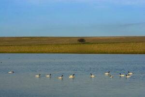 nero collo cigno nuoto nel un' laguna, la pampa Provincia, patagonia, argentina. foto