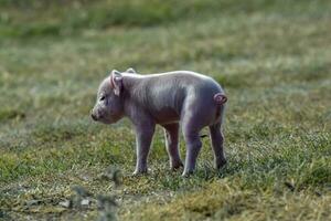 maialino neonato bambino, nel azienda agricola paesaggio. foto