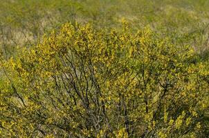 creosoto cespuglio, lihue calel nazionale parco, la pampa, argentina foto