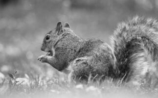 carino scoiattolo nel erba In cerca di cibo a guerra pubblico parco di luton foto