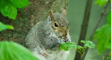 carino scoiattolo nel erba In cerca di cibo a guerra pubblico parco di lutone, Inghilterra UK foto