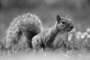 carino scoiattolo nel erba In cerca di cibo a guerra pubblico parco di luton foto