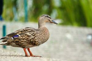 carino e unico acqua uccelli e cigno a volontà lago di Milton keynes, Inghilterra UK. foto