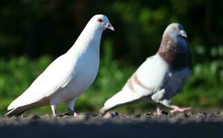 carino Piccione uccello a Locale pubblico parco di luton città di Inghilterra UK foto