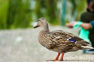 carino e unico acqua uccelli e cigno a volontà lago di Milton keynes, Inghilterra UK. foto