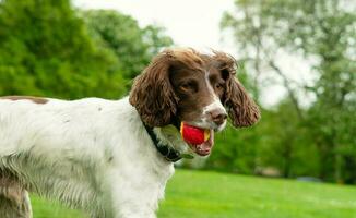 carino animale domestico cane su camminare a Locale pubblico parco di Londra Inghilterra UK foto