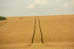 Grano campo e blu cielo. agricolo paesaggio con orecchie di Grano. foto