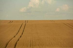 Grano campo e blu cielo. agricolo paesaggio con orecchie di Grano. foto