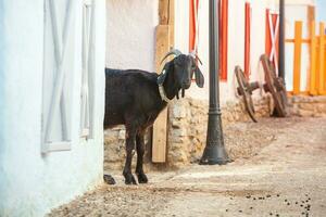 ritratto di un' capra con corna su il strada nel il villaggio. il contento vita di capre nel il nazione foto