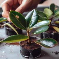 il innestato indiano gomma da cancellare albero in crescita nel asilo pentole. gomma da cancellare pianta è un' popolare aria purificatore. generativo ai foto