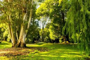 bellissimo alberi nel dendrologico parco, batumi foto