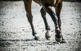 avvicinamento di in esecuzione cavallo gambe. equestre tema. foto
