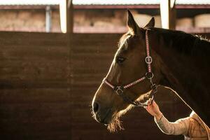 Marrone cavallo testa a il tramonto. equestre tema. foto