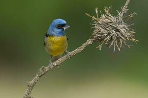 blu e giallo tanager, femmina, la pampa Provincia, patagonia, argentina. foto