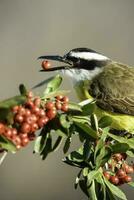 grande kiskadee, pitangus sulfurato, calden foresta, la pampa, argentina foto