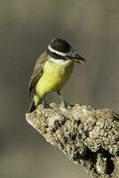 grande kiskadee, pitangus sulfurato, calden foresta, la pampa, argentina foto