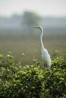 egretta alba, grande Airone, pantanale, mamato grosso, brasile. foto