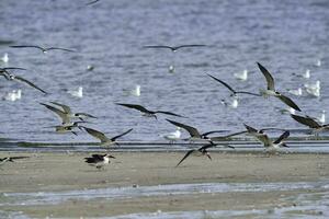 nero schiumarola, ansenuza nazionale parco, cordoba Provincia, argentina. foto