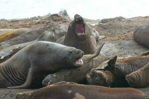 elefante sigillo, hannah punto, antartico penisola. foto