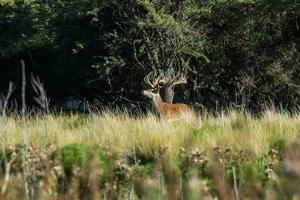 rosso cervo, maschio ruggente nel la pampa, argentina, parque Luro, natura Riserva foto