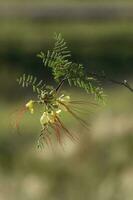 selvaggio fiore nel patagonia, Caesalpinia gilliesii, la pampa, argentina. foto