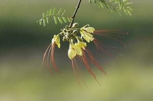 selvaggio fiore nel patagonia, Caesalpinia gilliesii, la pampa, argentina. foto