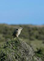 bianca banded mokingbird nel calden foresta ambiente, patagonia foresta, argentina. foto