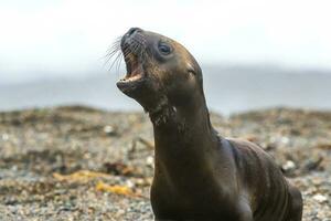 Sud americano mare Leone (otaria flavescens) femmina, penisola valdes ,chubut,patagonia, argentina foto