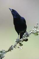 brillante cowbird nel calden foresta ambiente, la pampa Provincia, patagonia, argentina. foto