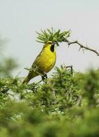 giallo cardinale, governatrice cristata, in via di estinzione specie nel la pampa, argentina foto