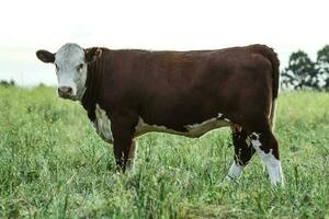 bestiame mandria nel il pampa campagna, argentino carne produzione, la pampa, argentina. foto